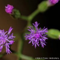 Cyanthillium cinereum (L.) H.Rob.